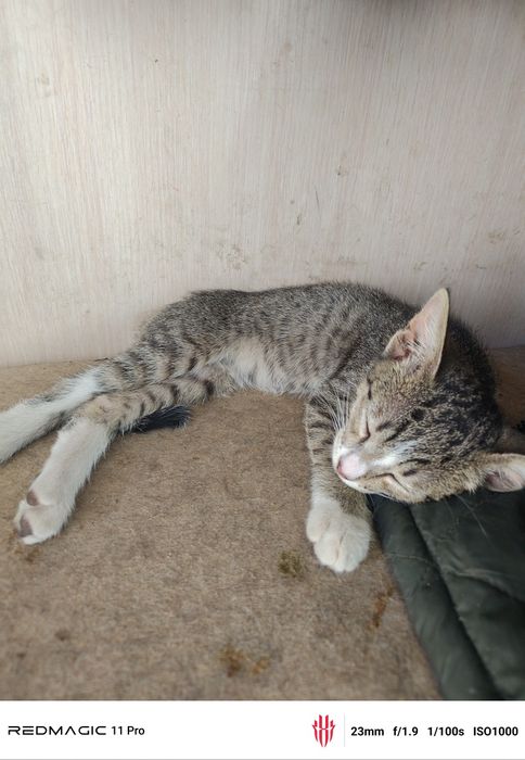 Отдам котят даром