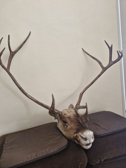 Еленски трофей глава с рога