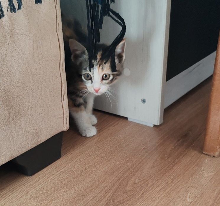 Котенок девочка  полтора месяца
