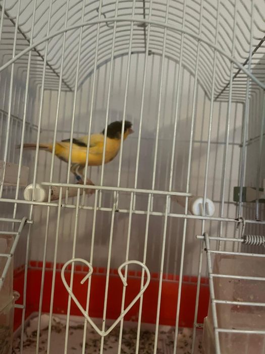Canari orpheus ideali