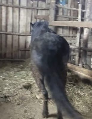 Донен откормленный жирный