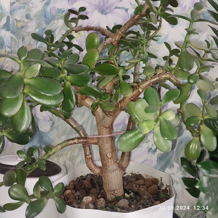 Растения домашние разные