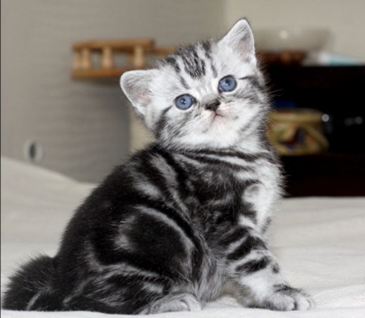Котята чистокровные