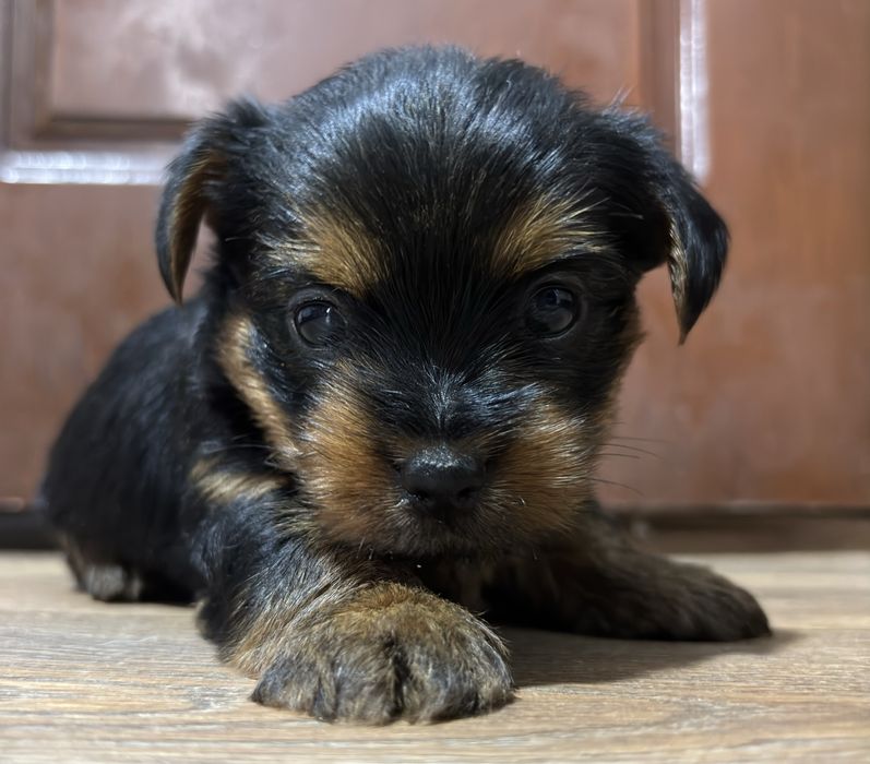 Щенки йоркширского терьера