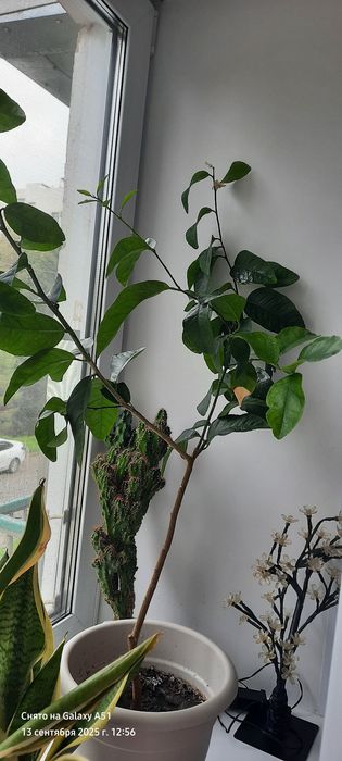 продам лимоны плодоносящие