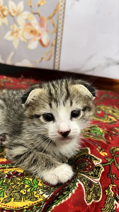 вислоухий котенок