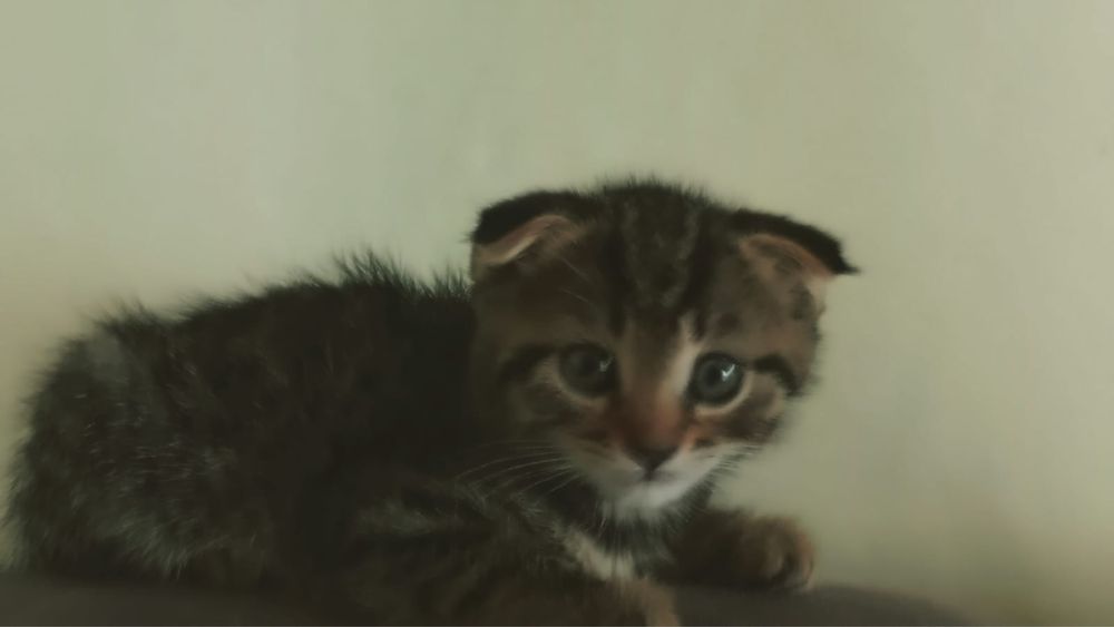 Продам котят 2 мес