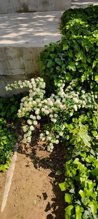 Продается спирея белая