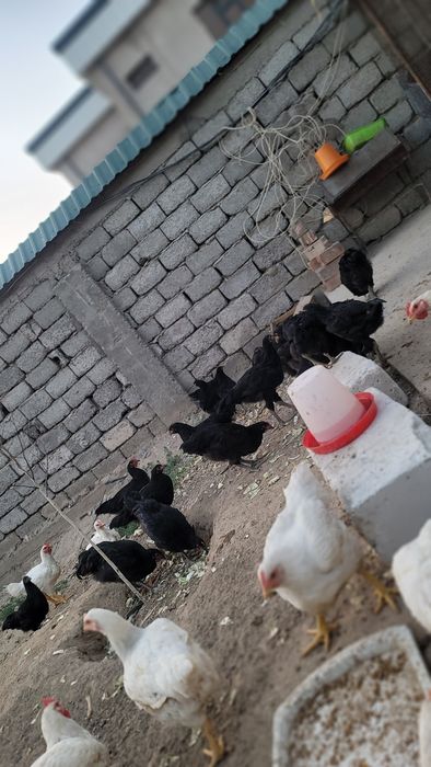 Кора товуклар.   Qora tovuqlar