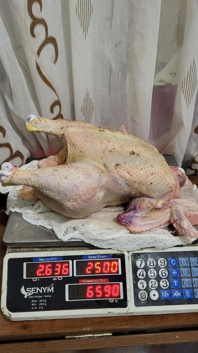 Мясо бролера ,молодое сочное.