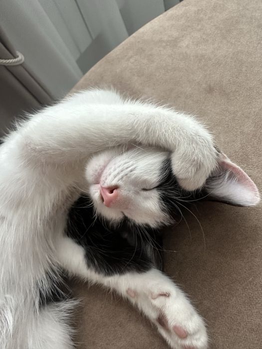 Котенок, малчик 3,5 мес
