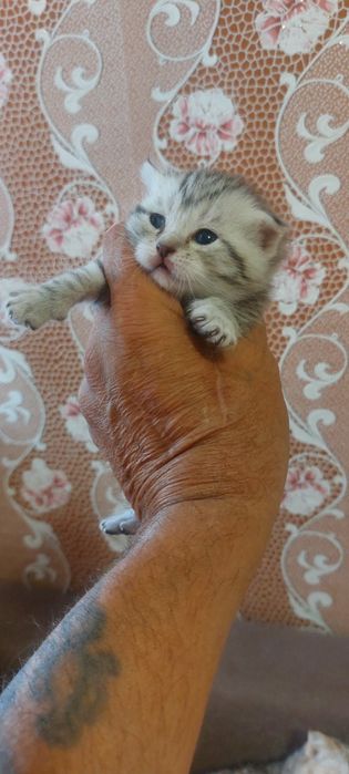Продам шотландских котят