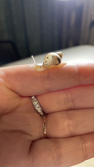 Малыши улитята Ахатины. Город Сарань