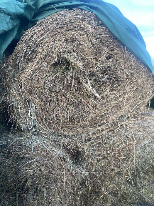 Vand baloti de fan si de otava