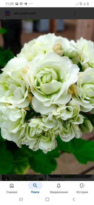 Комнатные цветы разные