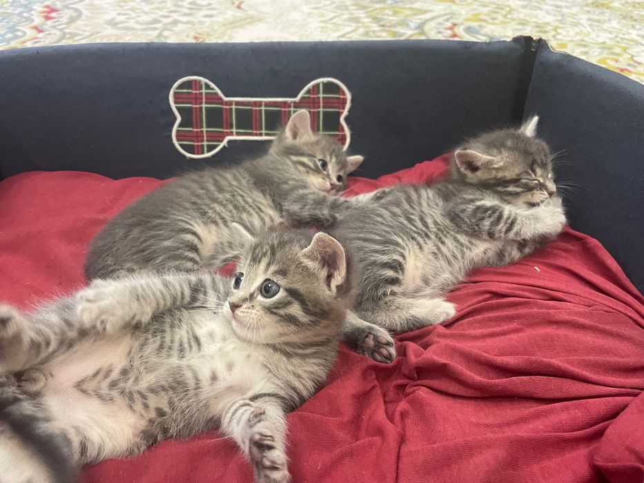 Котята бесплатно
