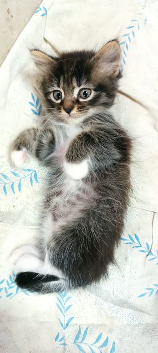 Котята ищут новый дом