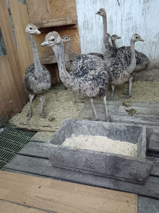 Struti cu varsta intre 3 si 5  luni