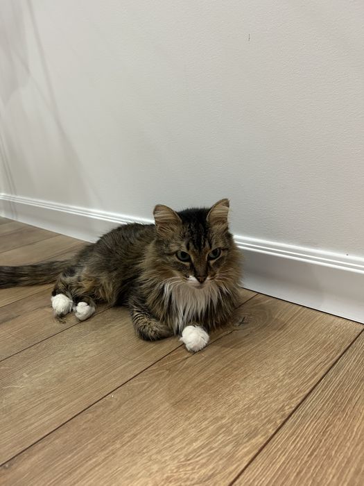 Отдам кошку в добрые руки