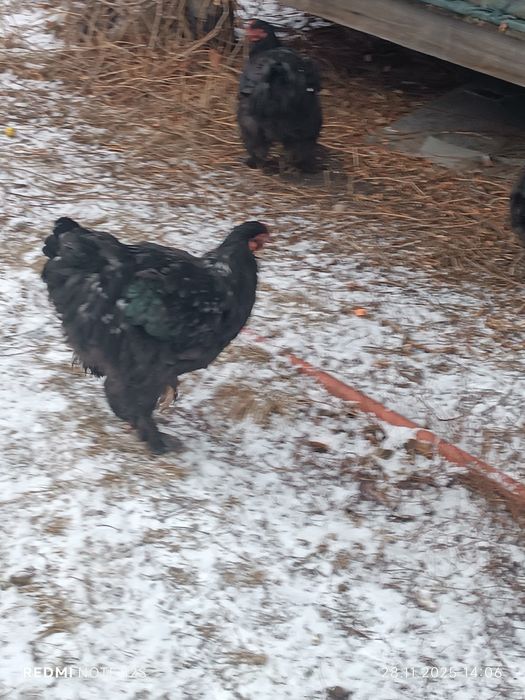 Продаю курей кохинхинов