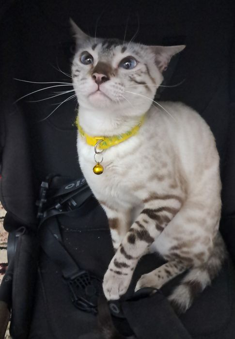 Продаётся  бенгальская кошка