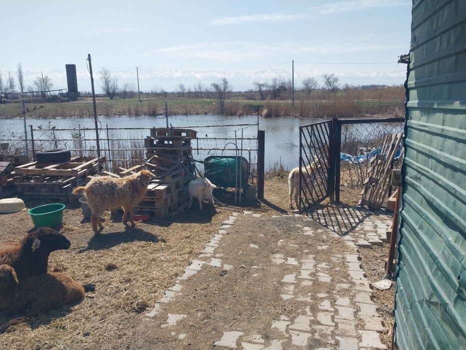 коза с козленком