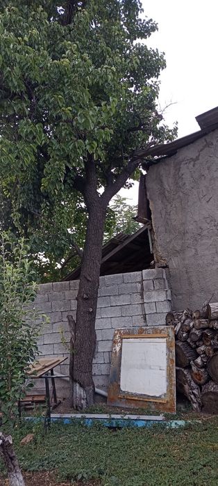 Дрова отын урюк орех
