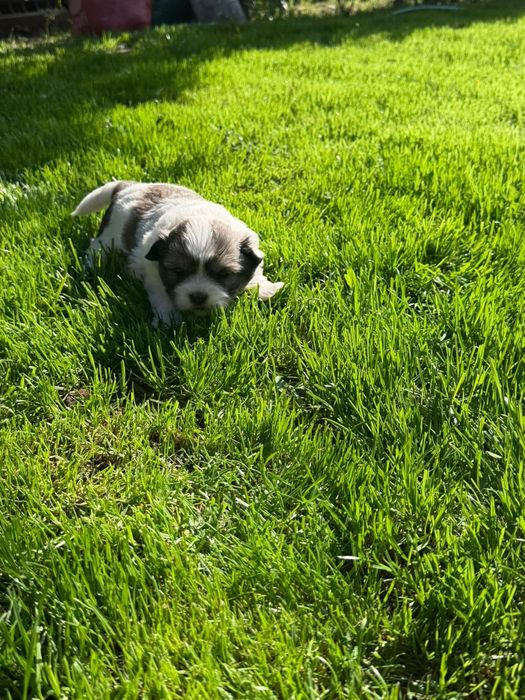 Catei shih tzu catelusi