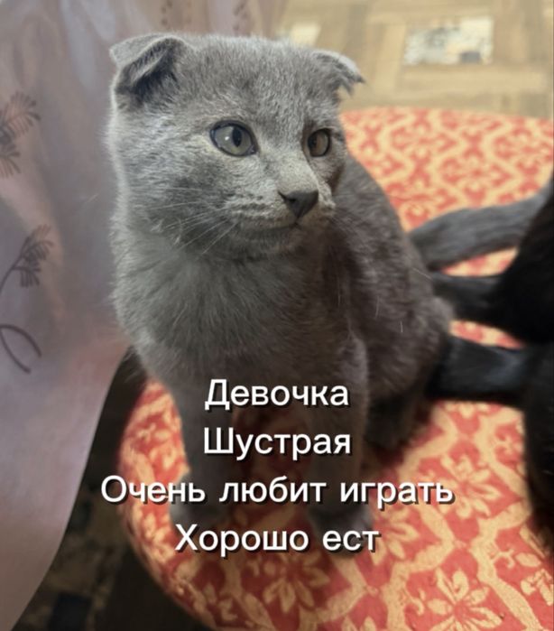 Котята 3 месячные
