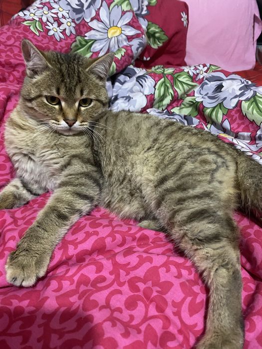 Отдам в хорошие руки