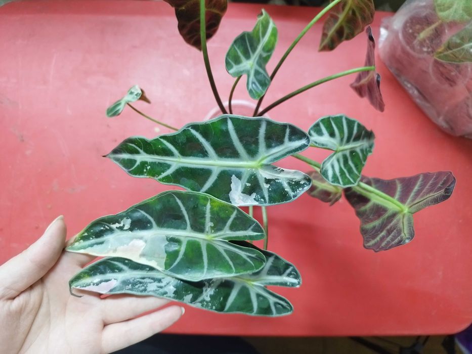 Продаю комнатные растения