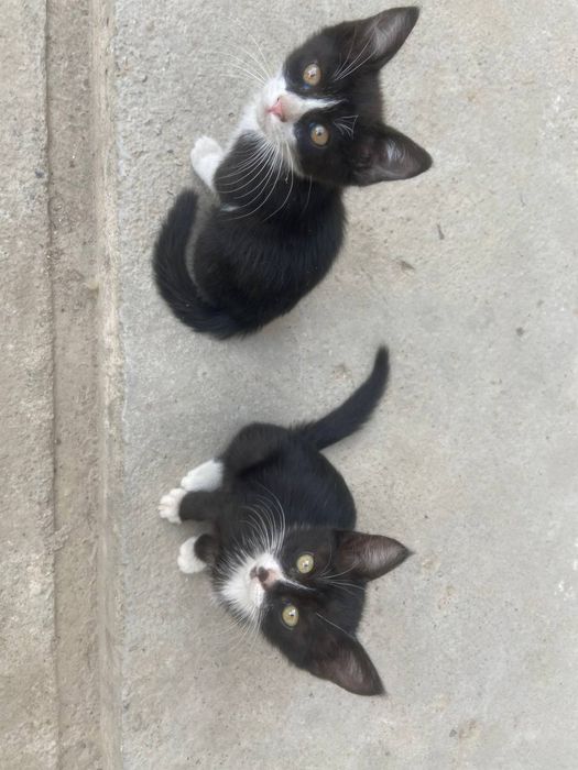 2 Котёнка даром в хорошие руки