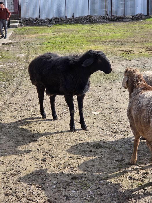 Арашан тоқты қошқар