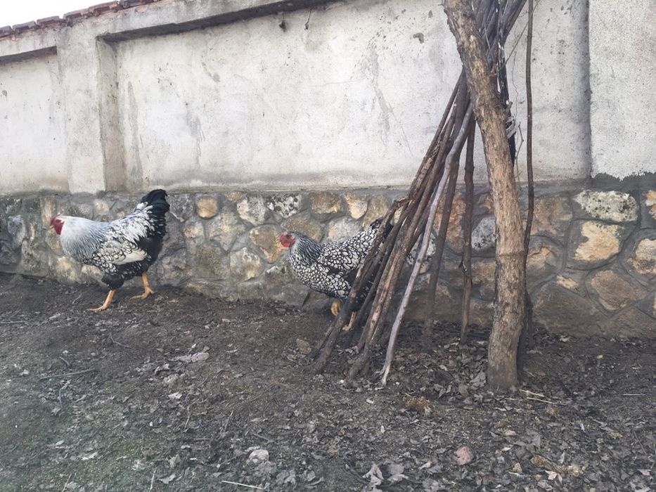 Оплодени яйца от Виандот Стандарт viandot standart