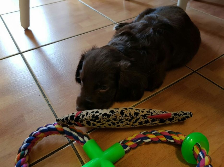 Щенки Русского Спаниеля