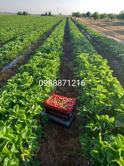 Предлагаме разсад ягоди