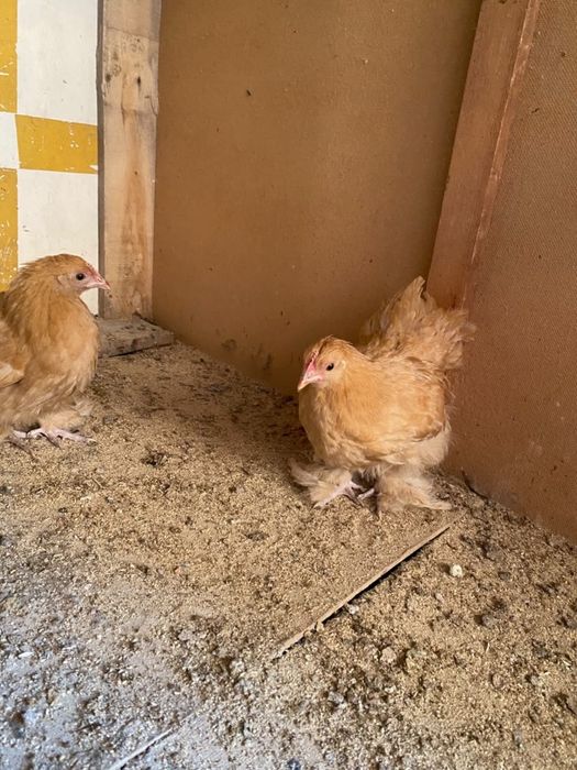 Продам цеплять кохинхин