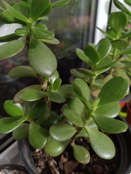 Толстянка (денежное дерево)