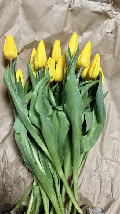 Тюльпаны в розницу доставка цветы