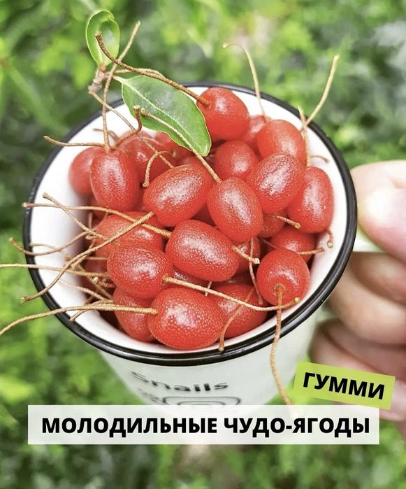 Саженцы голубики