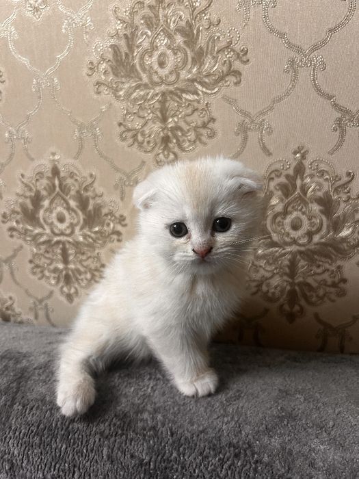 Продается котенок мальчик Скотиш фолд 1.5 месяца
