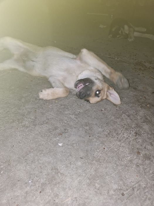 Căței metiși husky/malinois