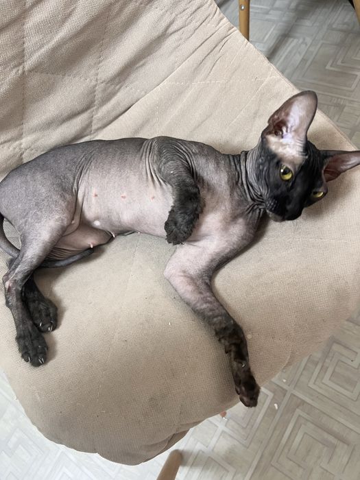 Сфинкс донской кошечка. Вязка