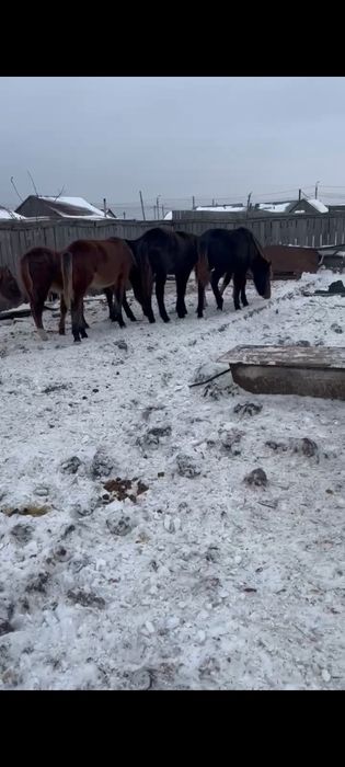 Продам жеребят.   .