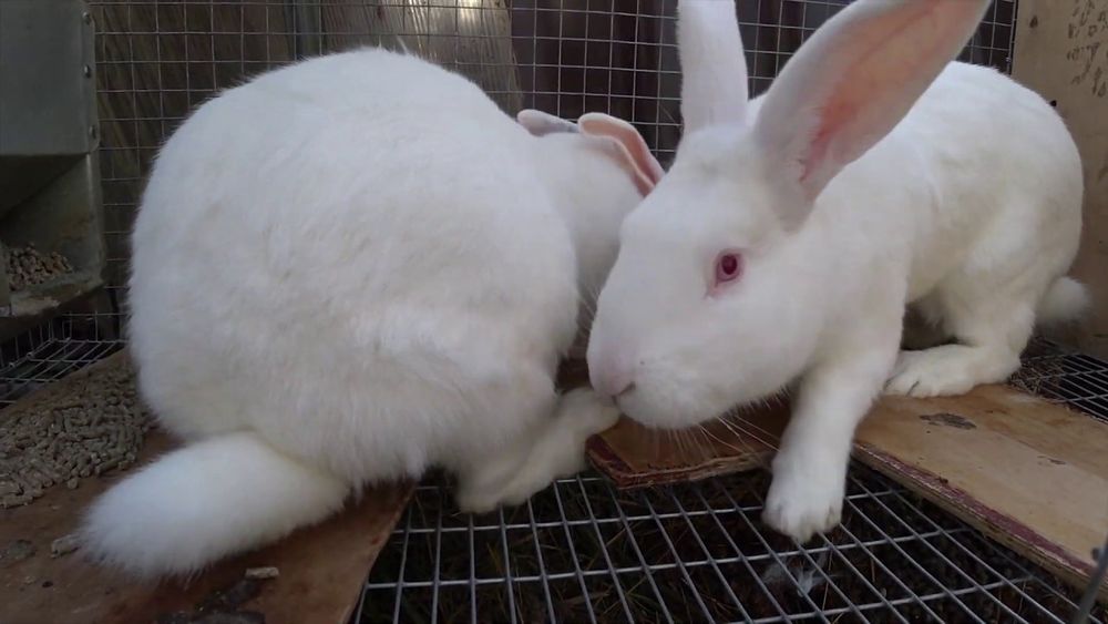 HIKOL ZOTLI quyon so'yib ham beramiz