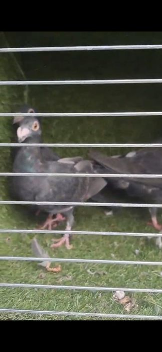 Porumbei duduros italieni