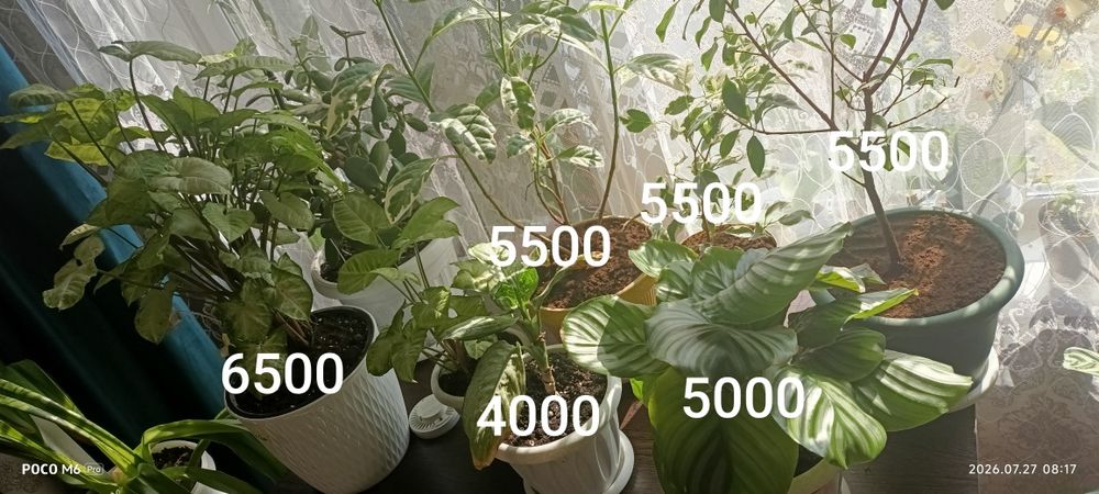 Продам комнатные цветы