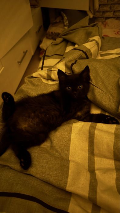 Котенок в хорошие руки