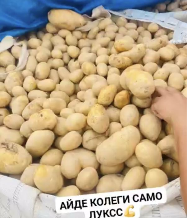 Картофи на едро и дребно