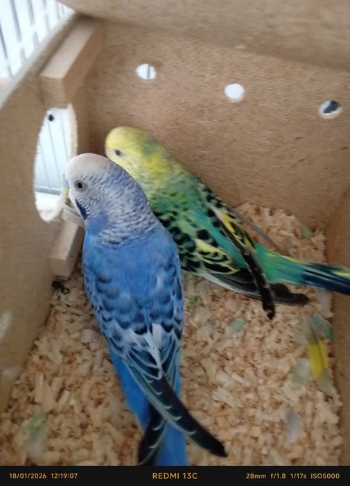 Qushlar valnisti papugay